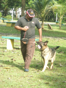 Rehearsing obedience heel work