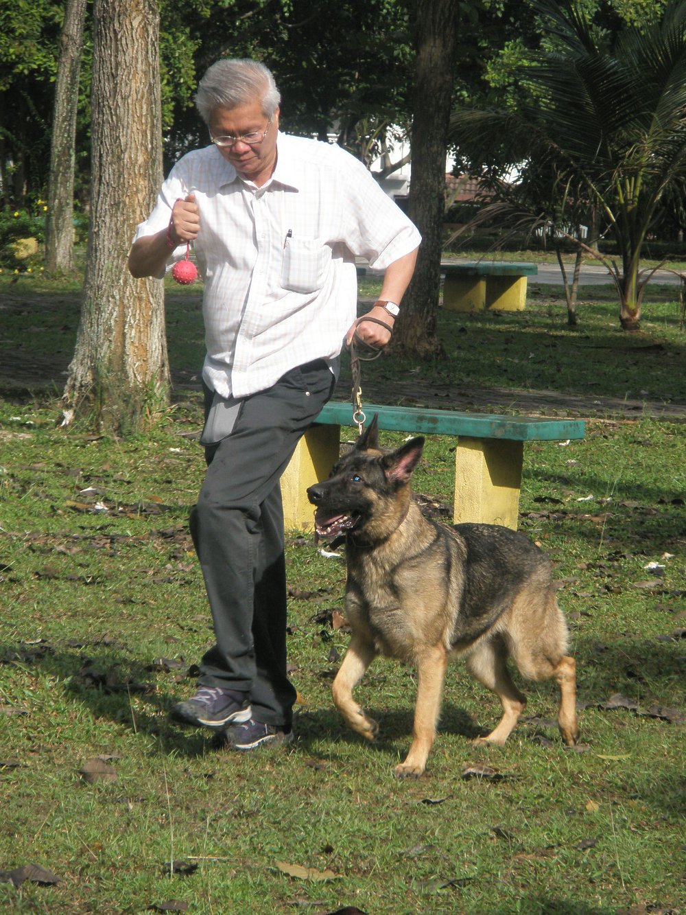 Obedience heeling