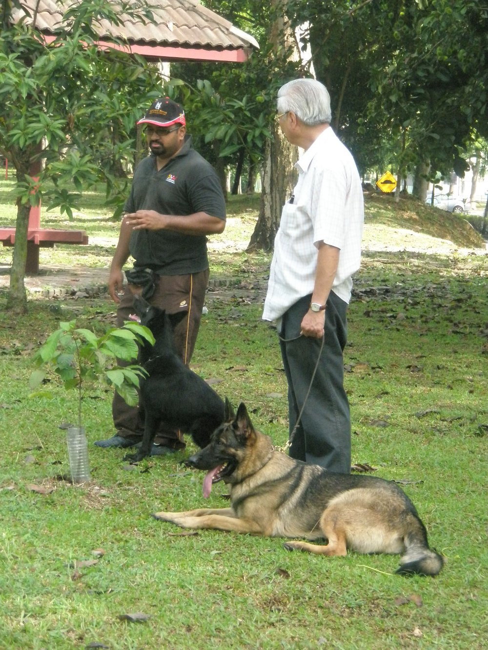 Socialization with other dogs