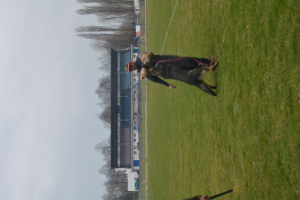 Dog release once suspect is not co-operative