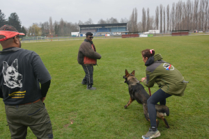 Agitating and contronting K9