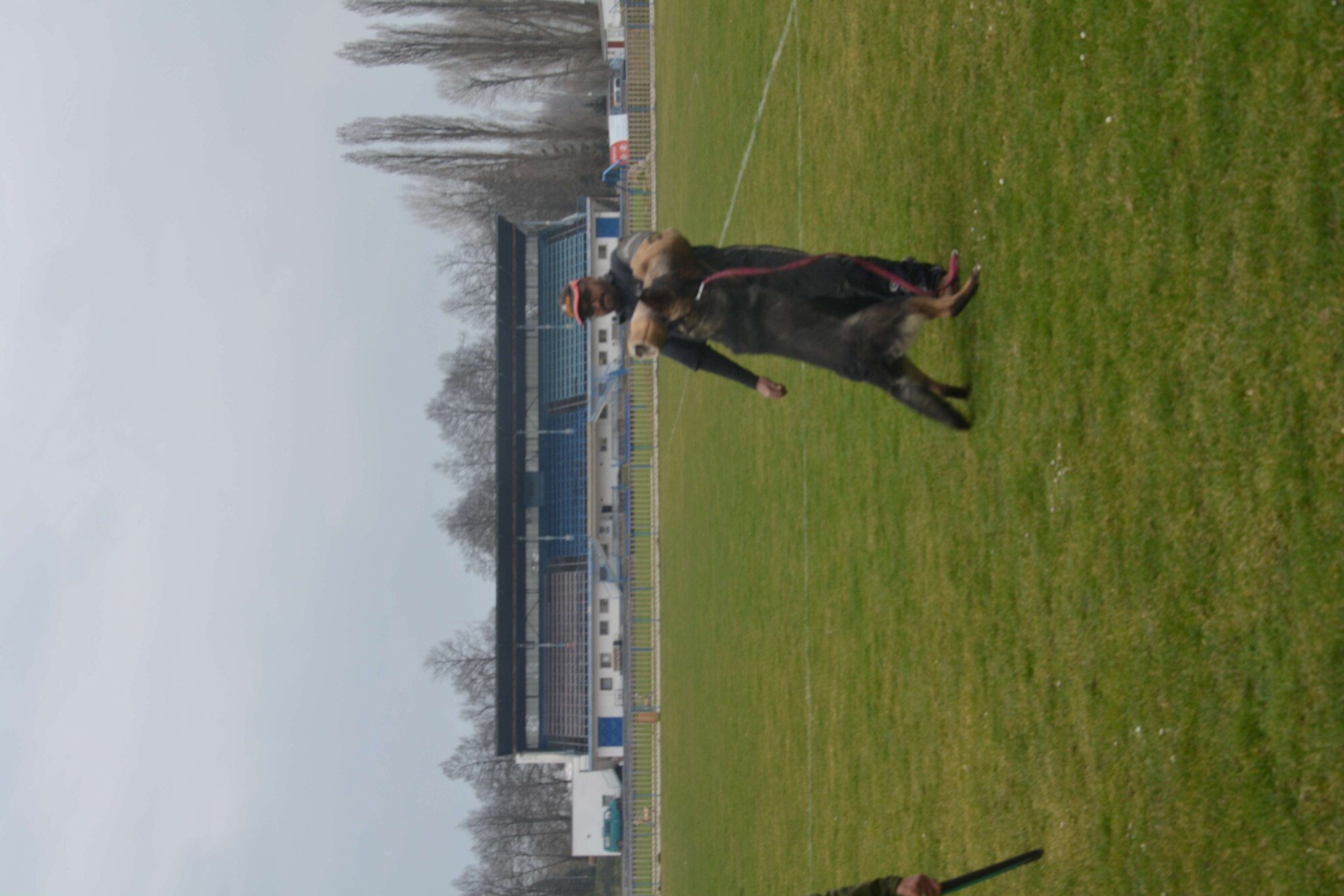 Dog release once suspect is not co-operative