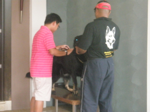 Grooming and bonding