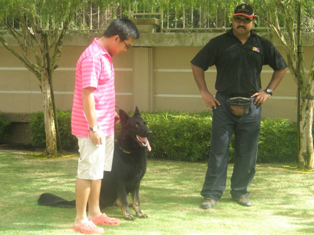 Learning the Sit command with owner