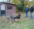 KNPV GSD mating with IPO GSD