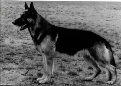 Veus von der Starrenburg, a famous working dog above the line